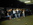 Geburtstag Limo-Day MA 15